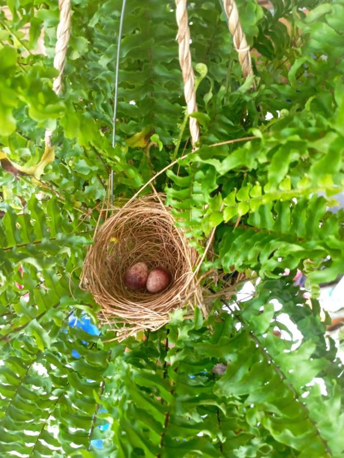 Tropical Home Koh Phangan ท้องศาลา ภายนอก รูปภาพ